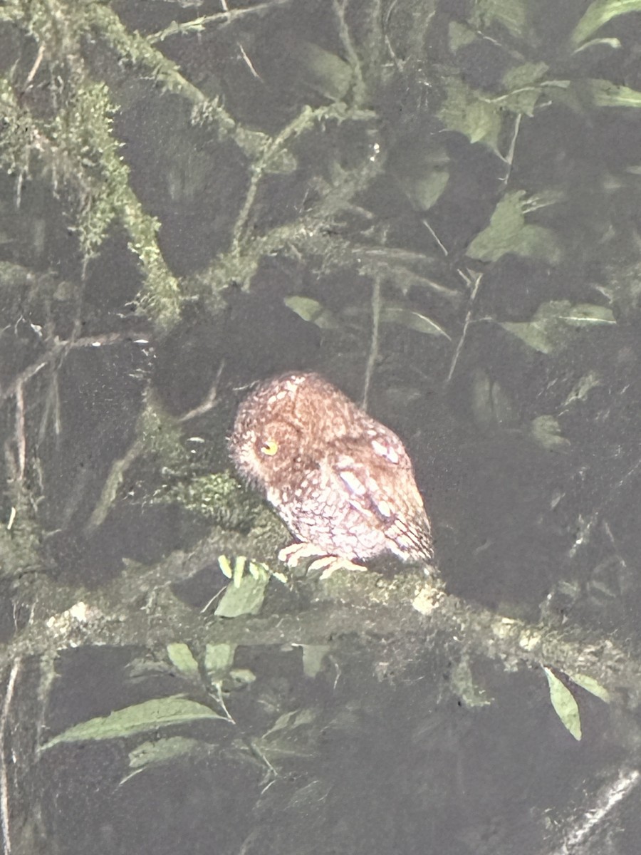 Bearded Screech-Owl - ML633752525
