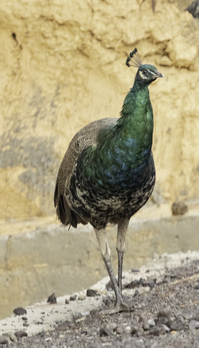 藍孔雀 - ML633752537