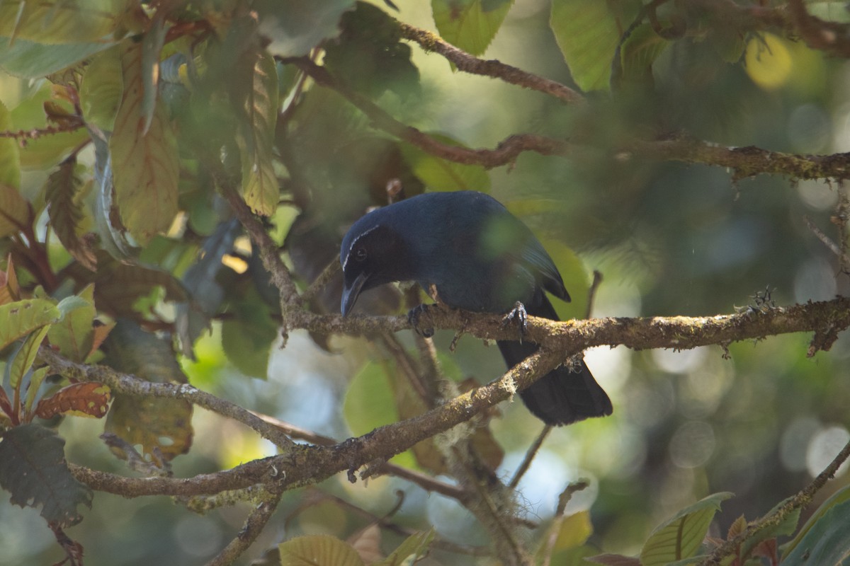 Black-throated Jay - ML633752606