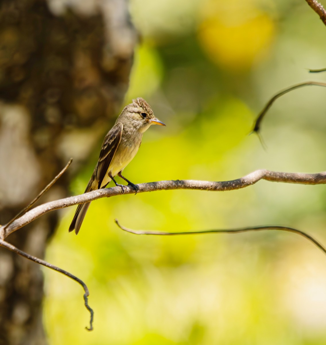 Northern Tropical Pewee - ML633752645