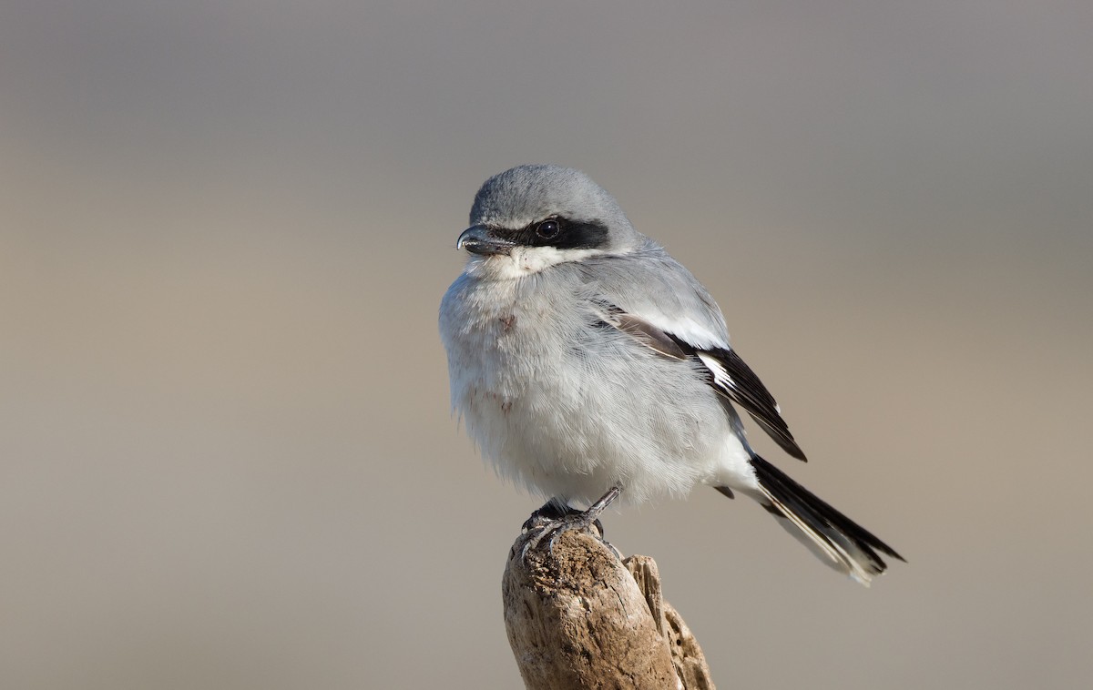 Pie-grièche migratrice - ML633752741
