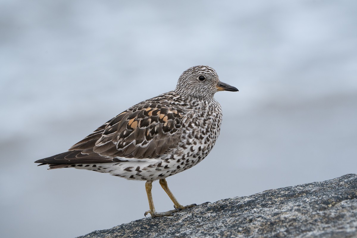 Surfbird - ML633752818