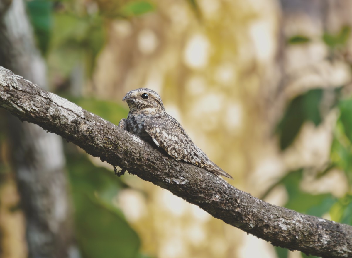 Lesser Nighthawk - ML633752843