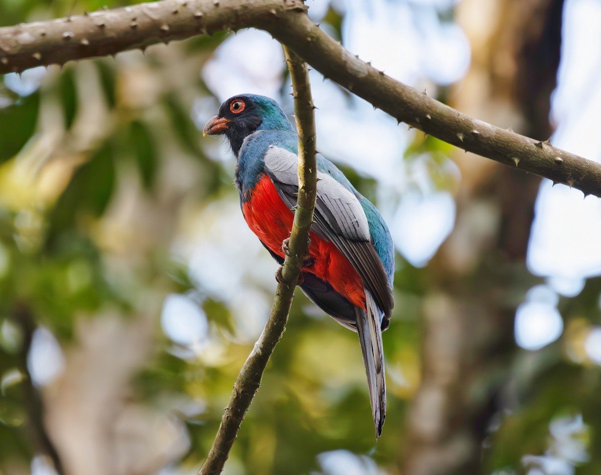 Slaty-tailed Trogon - ML633752872