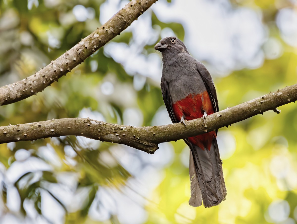 Slaty-tailed Trogon - ML633752899