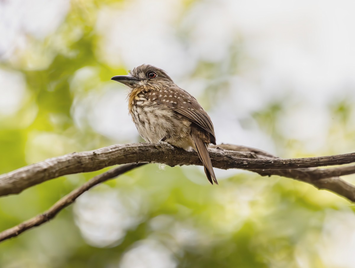 White-whiskered Puffbird - ML633752931