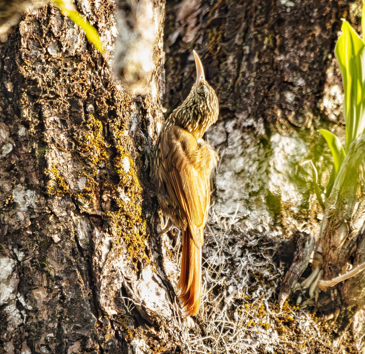 Streak-headed Woodcreeper - ML633752941