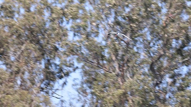 Caspian Tern - ML633752998