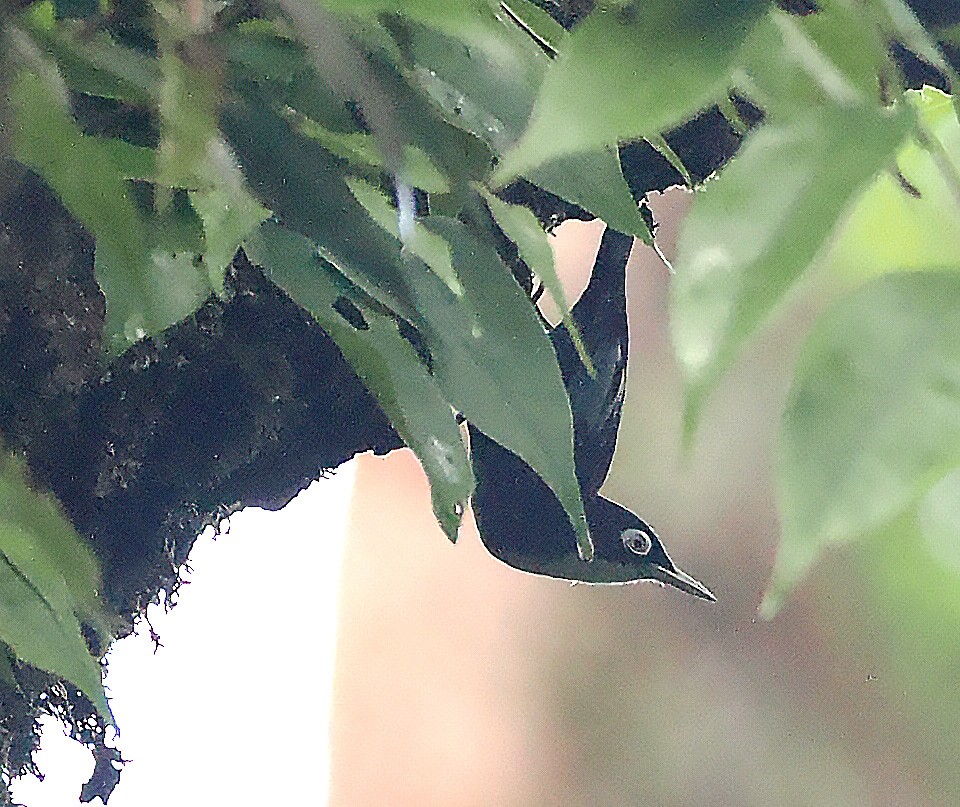Blue Nuthatch - ML633753077