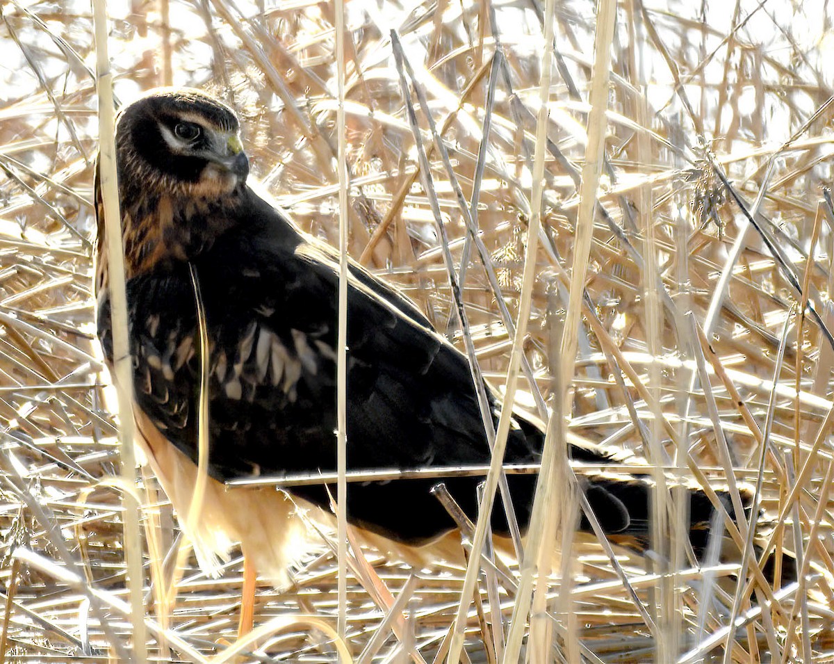 Northern Harrier - ML633753078