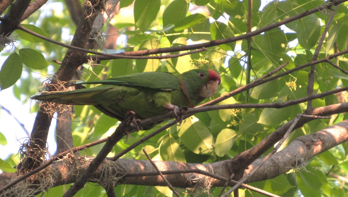 Scarlet-fronted Parakeet - ML633753112
