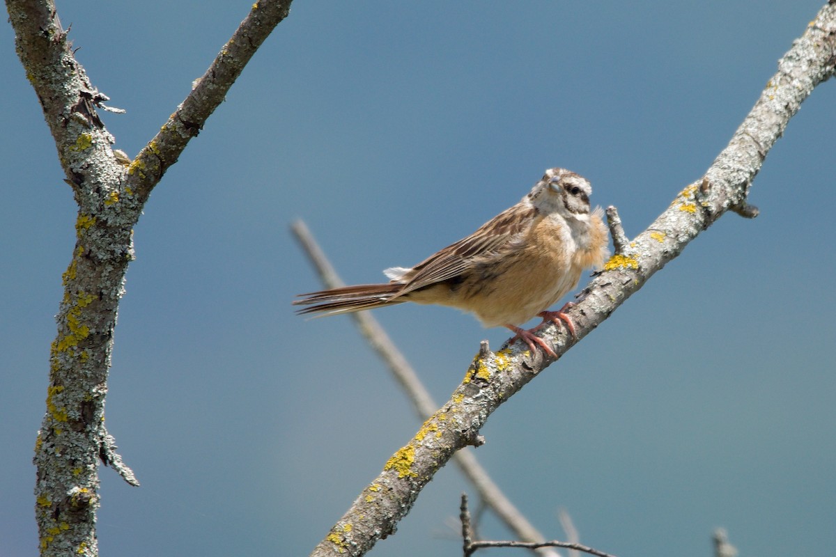 Rock Bunting - ML633753141
