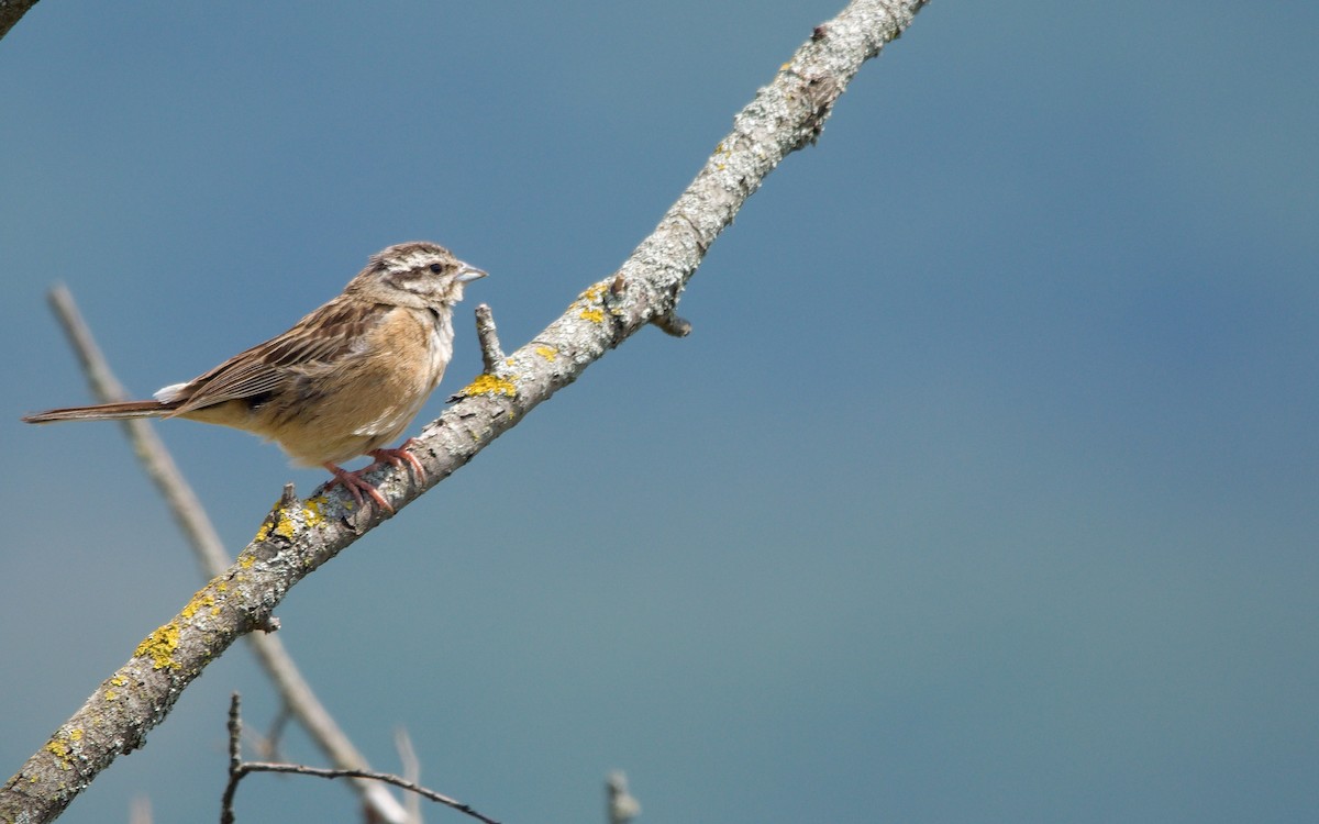 Rock Bunting - ML633753142