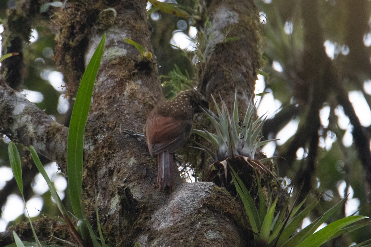 Spotted Woodcreeper - ML633753193