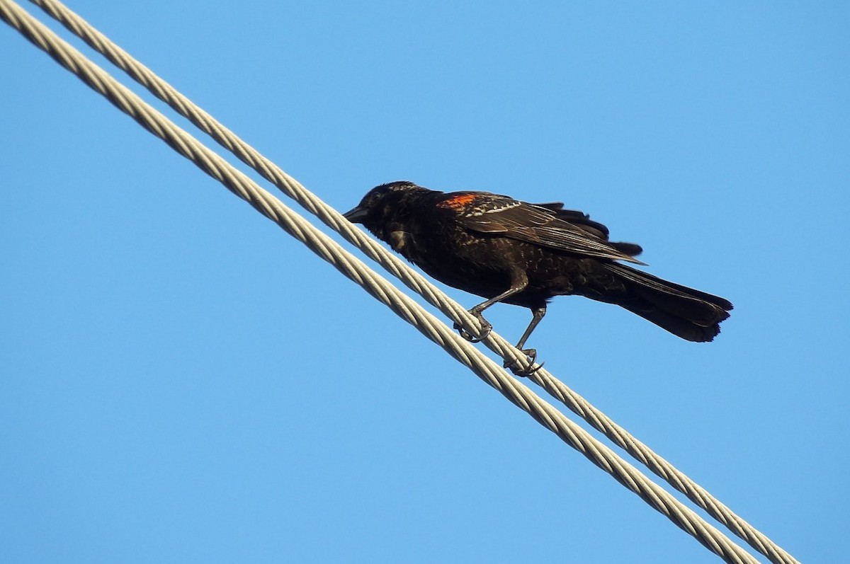 Red-winged Blackbird - ML633753194