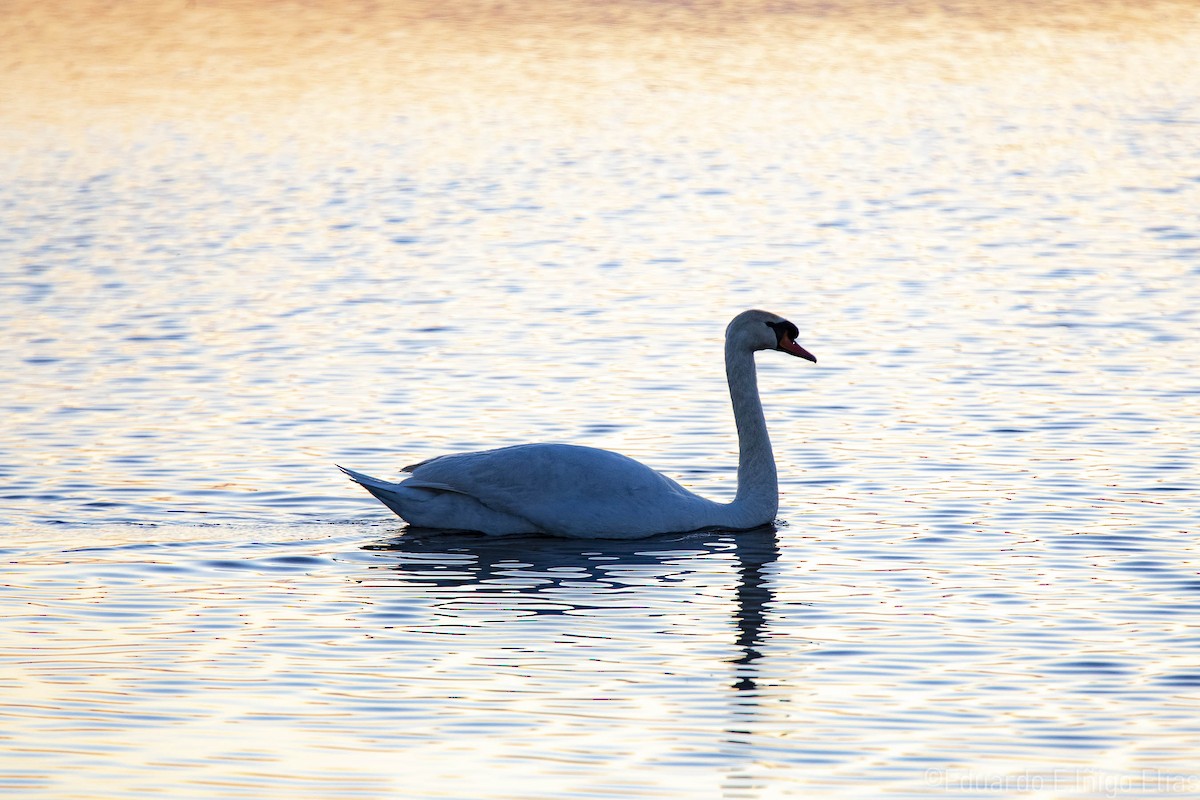 Mute Swan - ML633753653