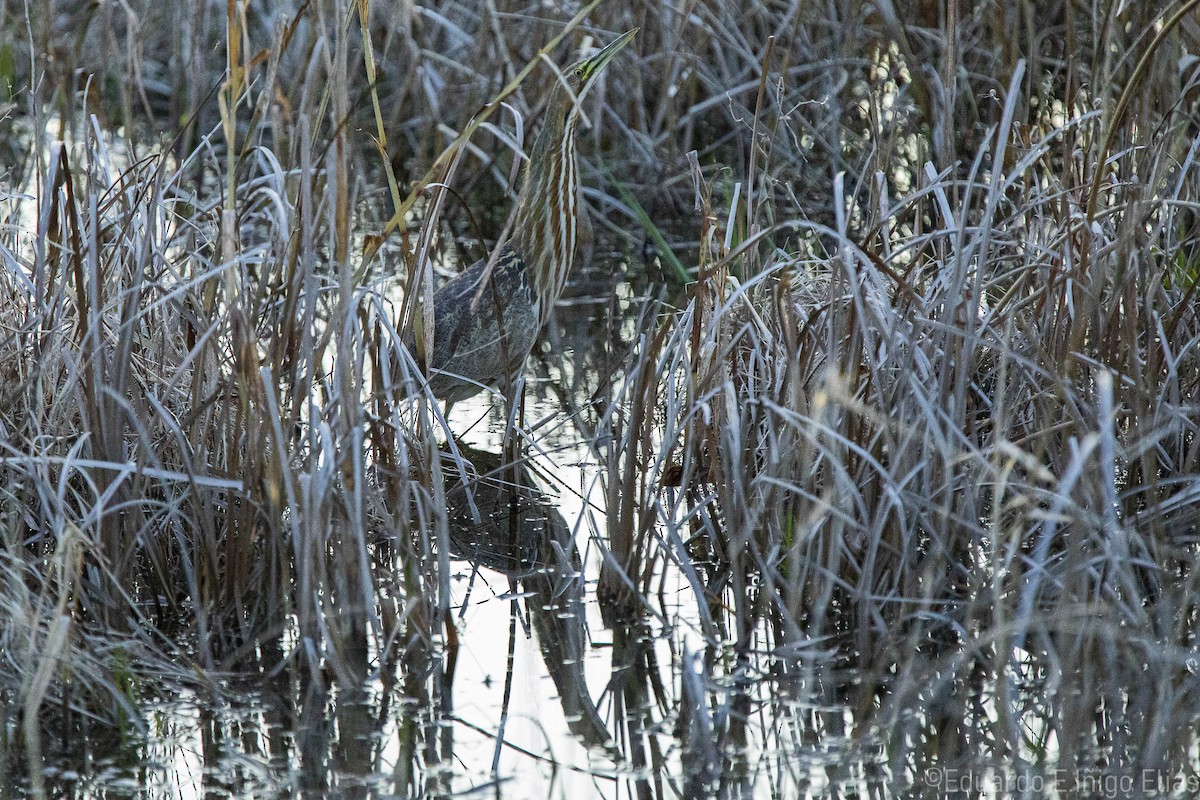 American Bittern - ML633753688