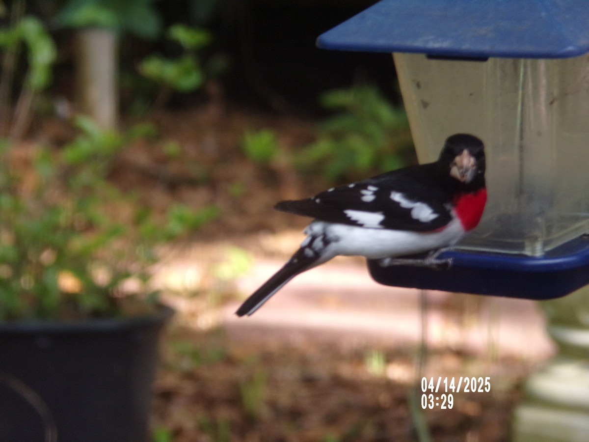 Rose-breasted Grosbeak - ML633753751