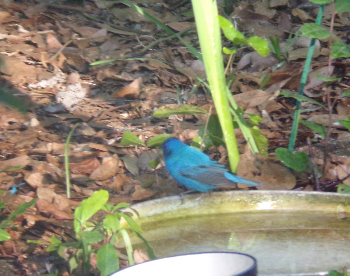 Indigo Bunting - ML633753796