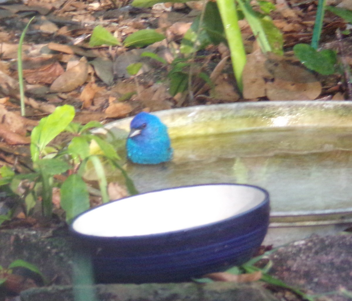 Indigo Bunting - ML633753806