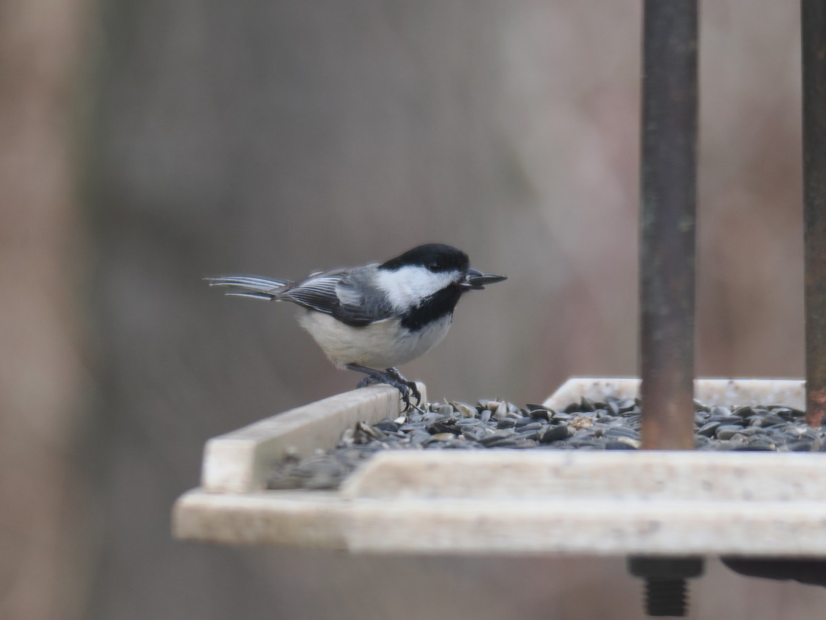Black-capped Chickadee - ML633753822
