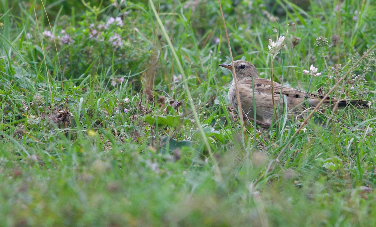 Water Pipit - ML633753829