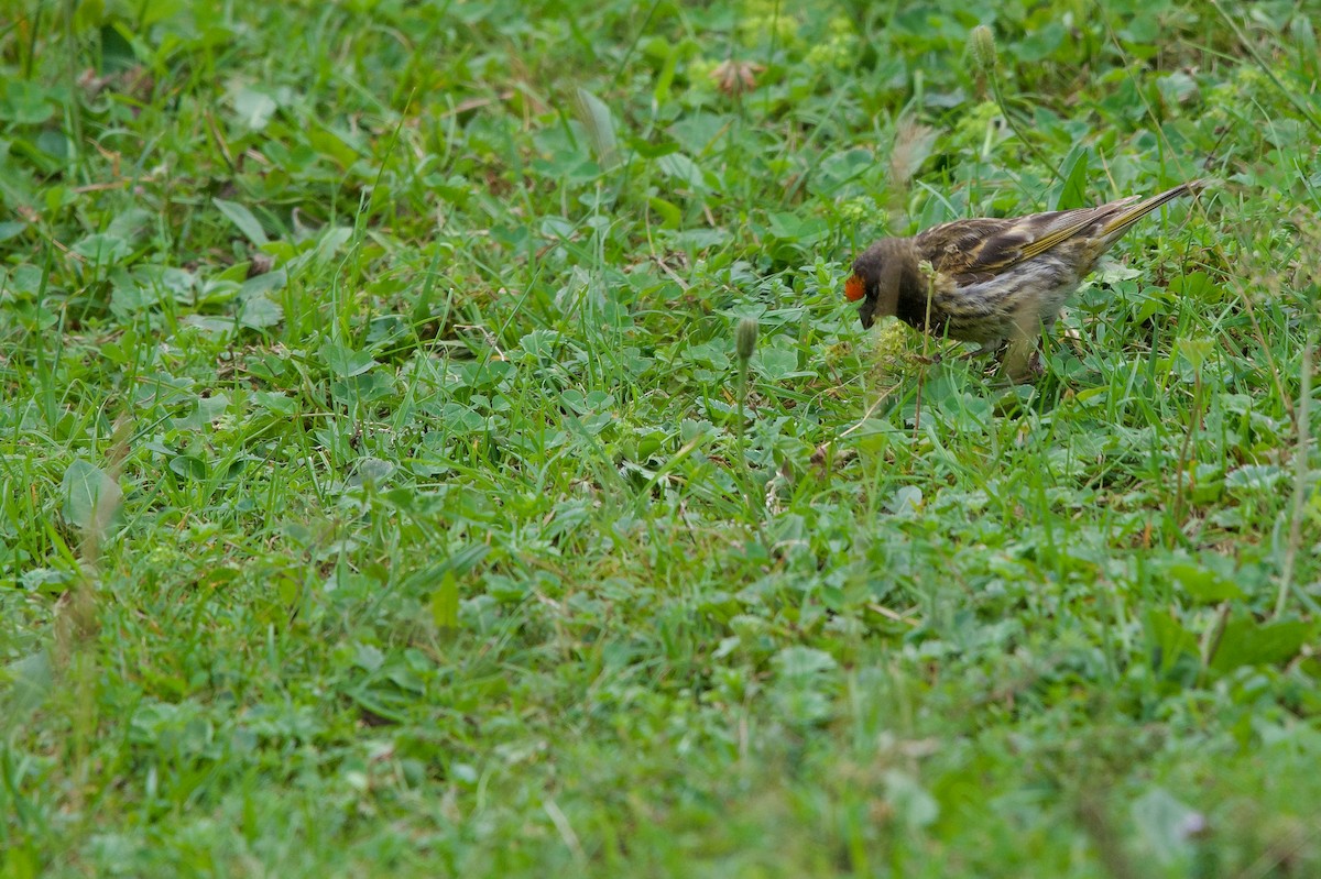 Fire-fronted Serin - ML633753838