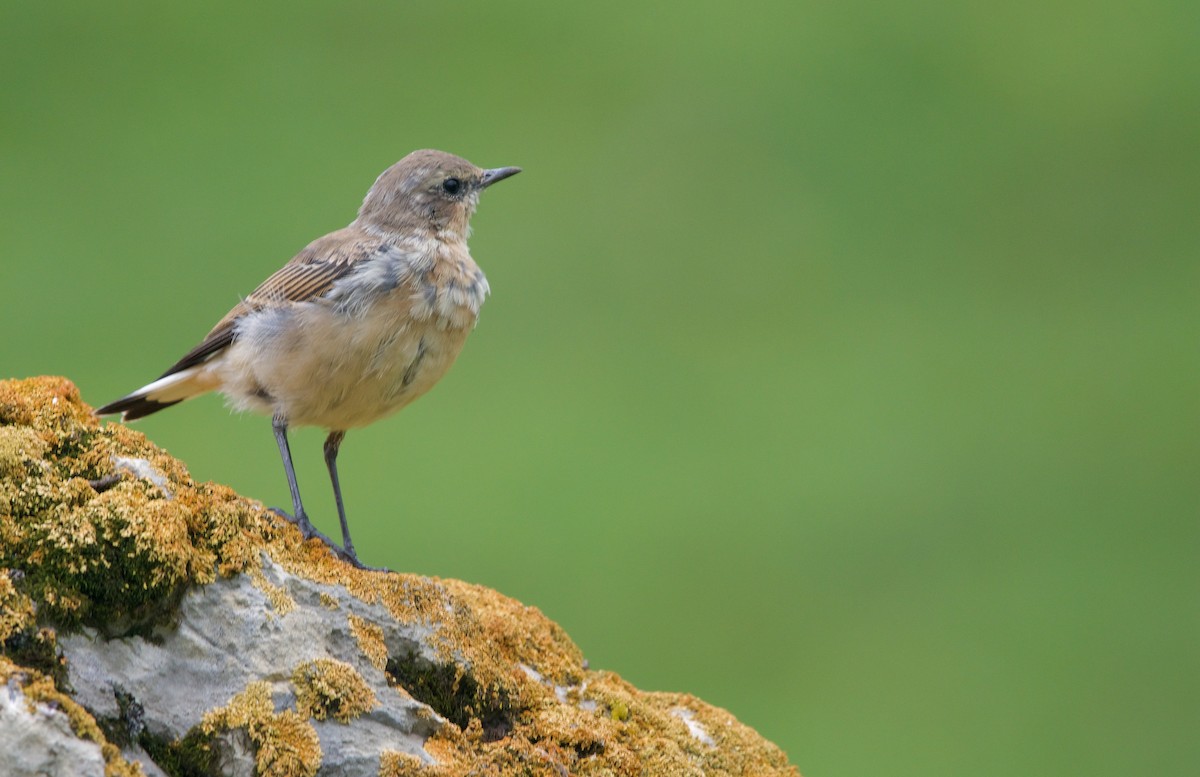 Northern Wheatear - ML633753842