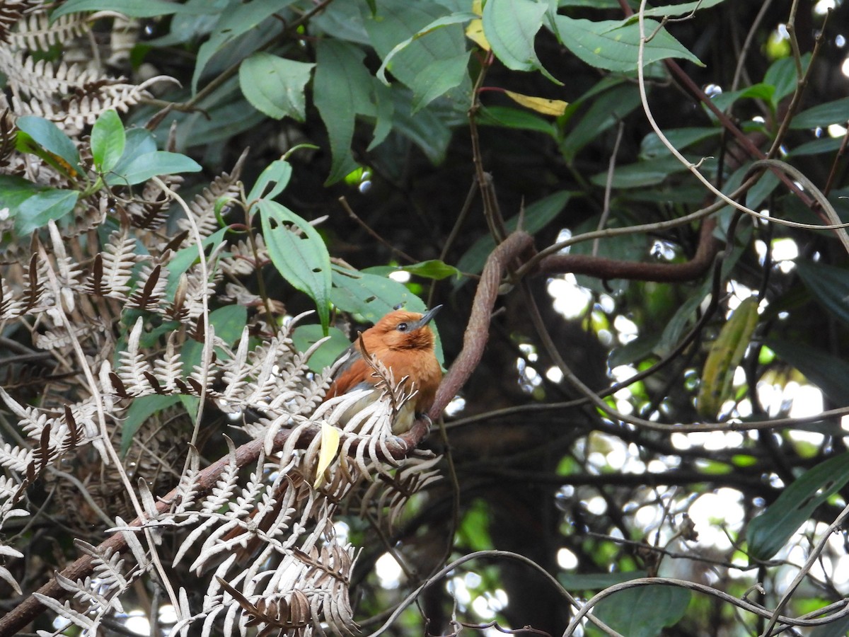 Rusty-headed Spinetail - ML633753890