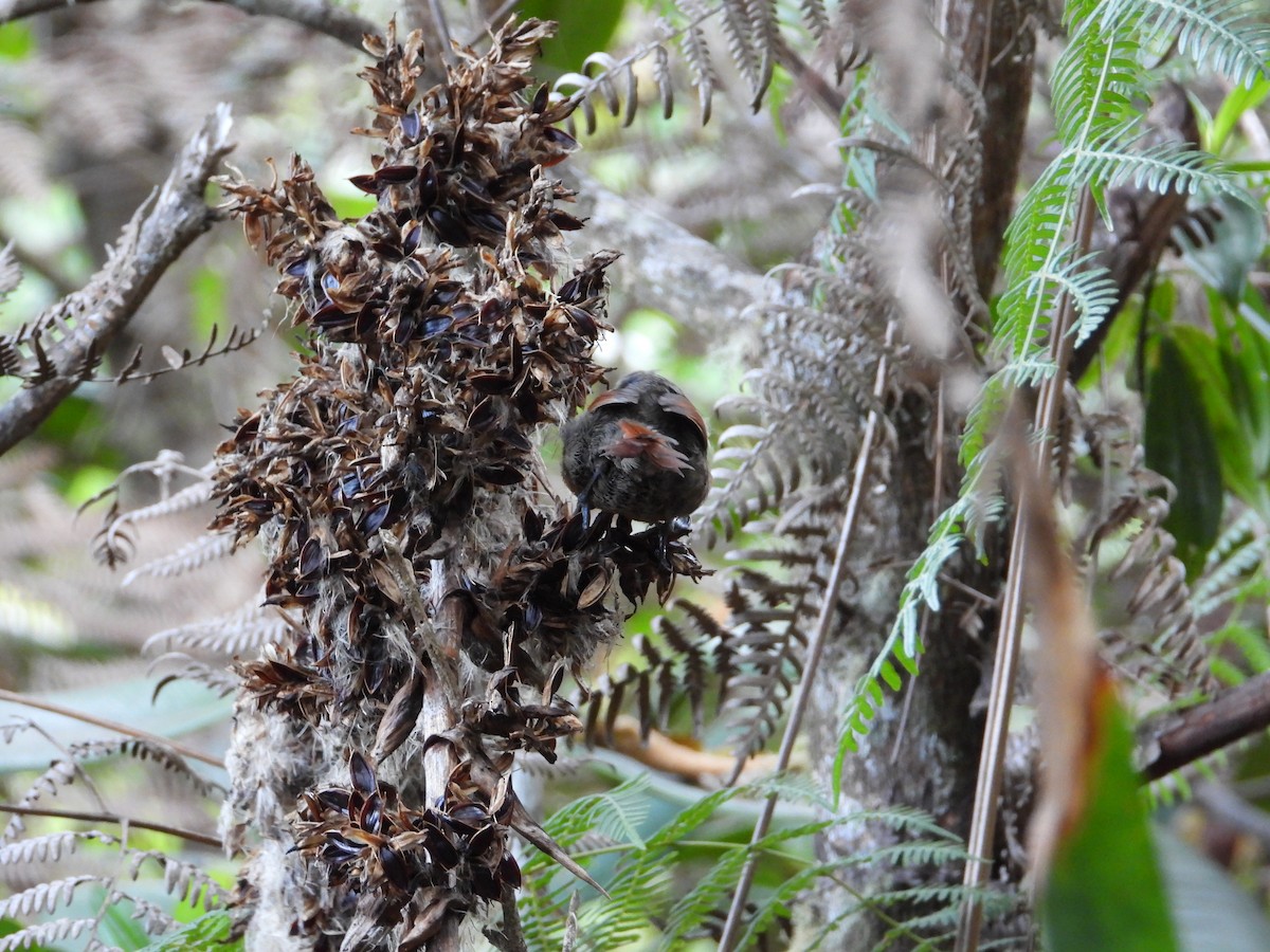 Rusty-headed Spinetail - ML633753893
