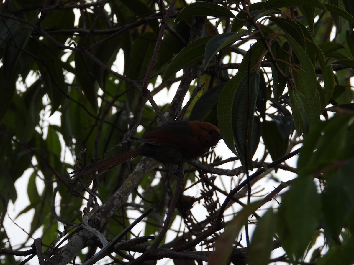 Rusty-headed Spinetail - ML633753901