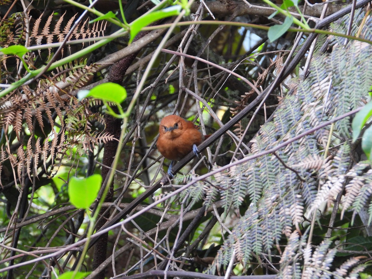 Rusty-headed Spinetail - ML633753903
