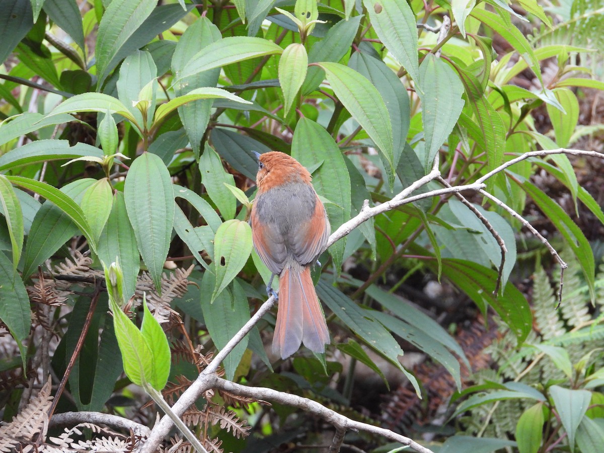 Rusty-headed Spinetail - ML633753910