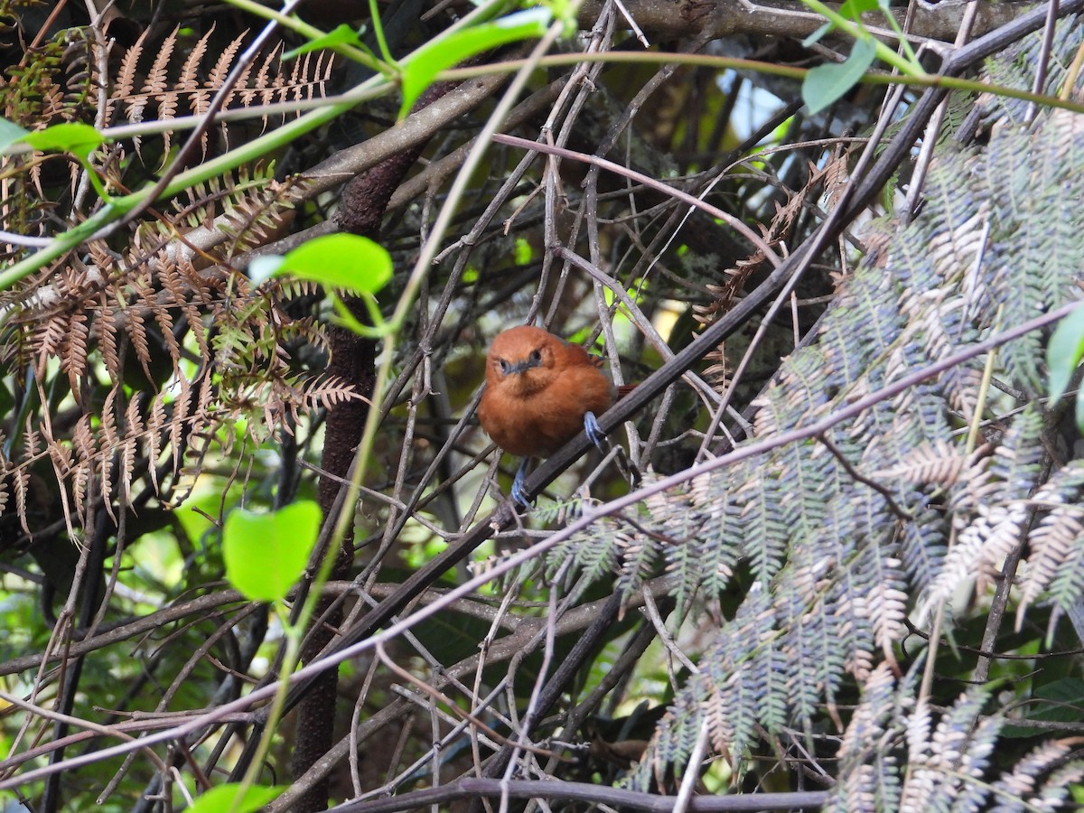 Rusty-headed Spinetail - ML633753911