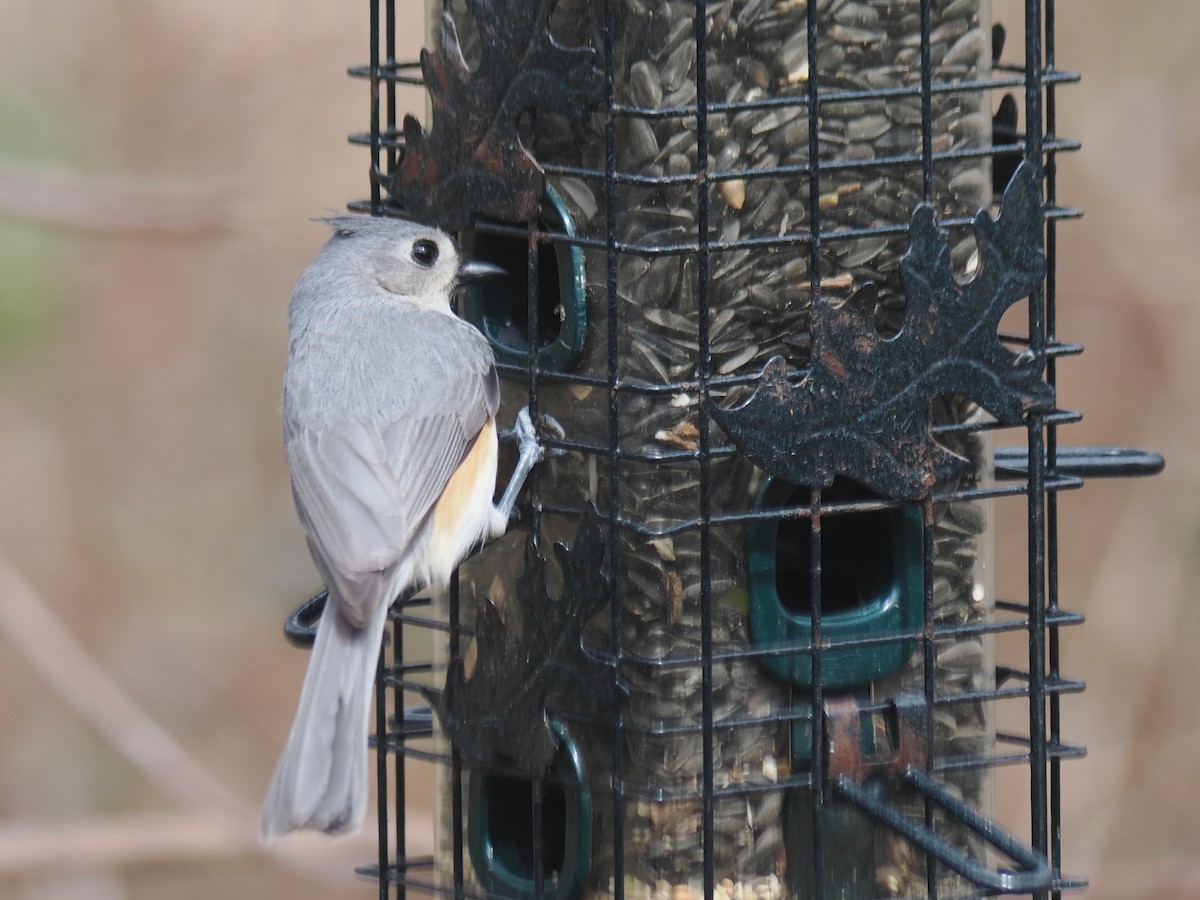 Tufted Titmouse - ML633753950