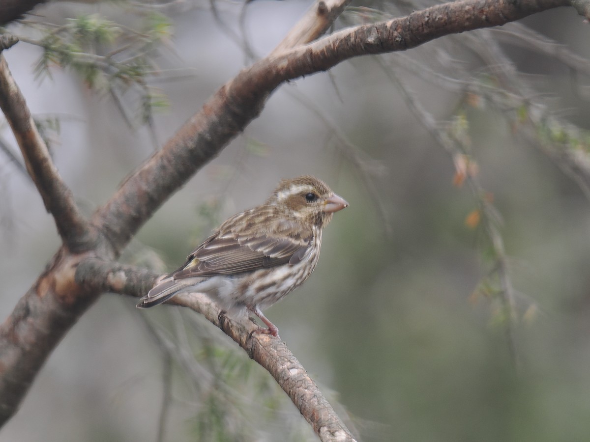 Purple Finch - ML633754004