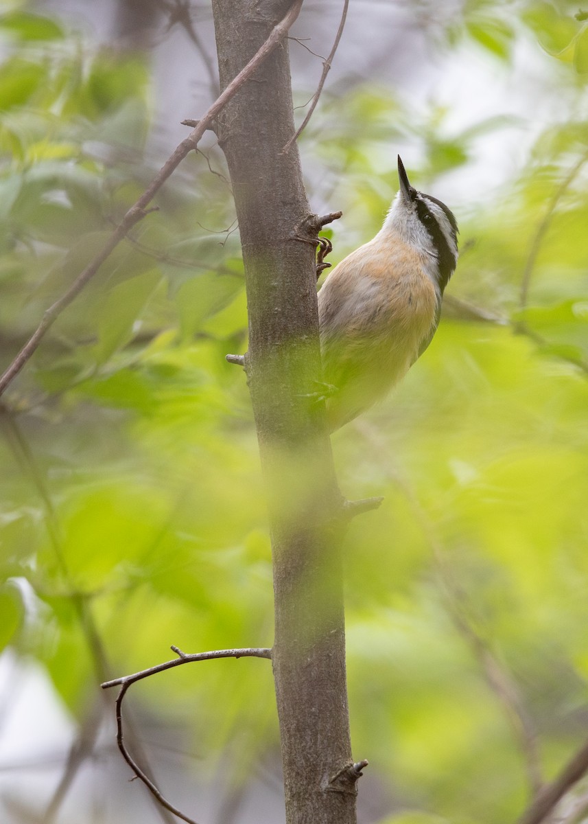 Red-breasted Nuthatch - ML633754041