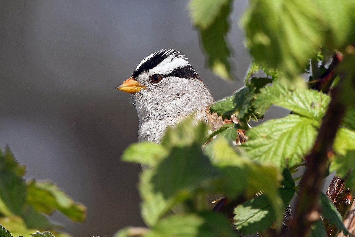 White-crowned Sparrow - ML633754066