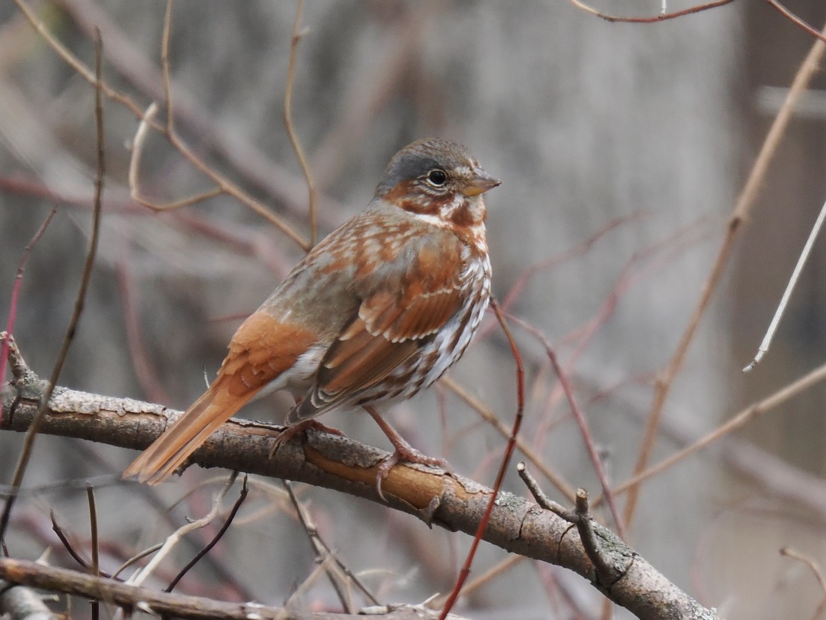Fox Sparrow - ML633754082