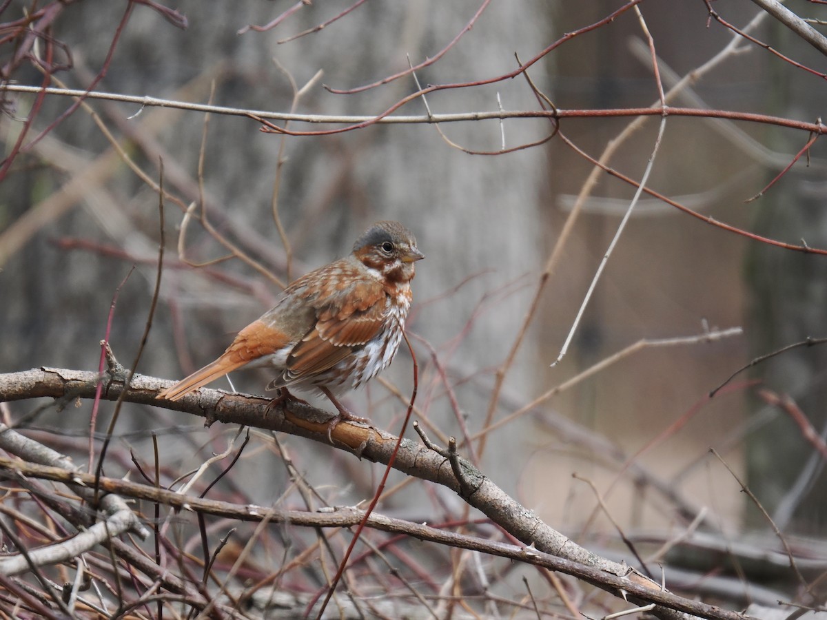 Fox Sparrow - ML633754083