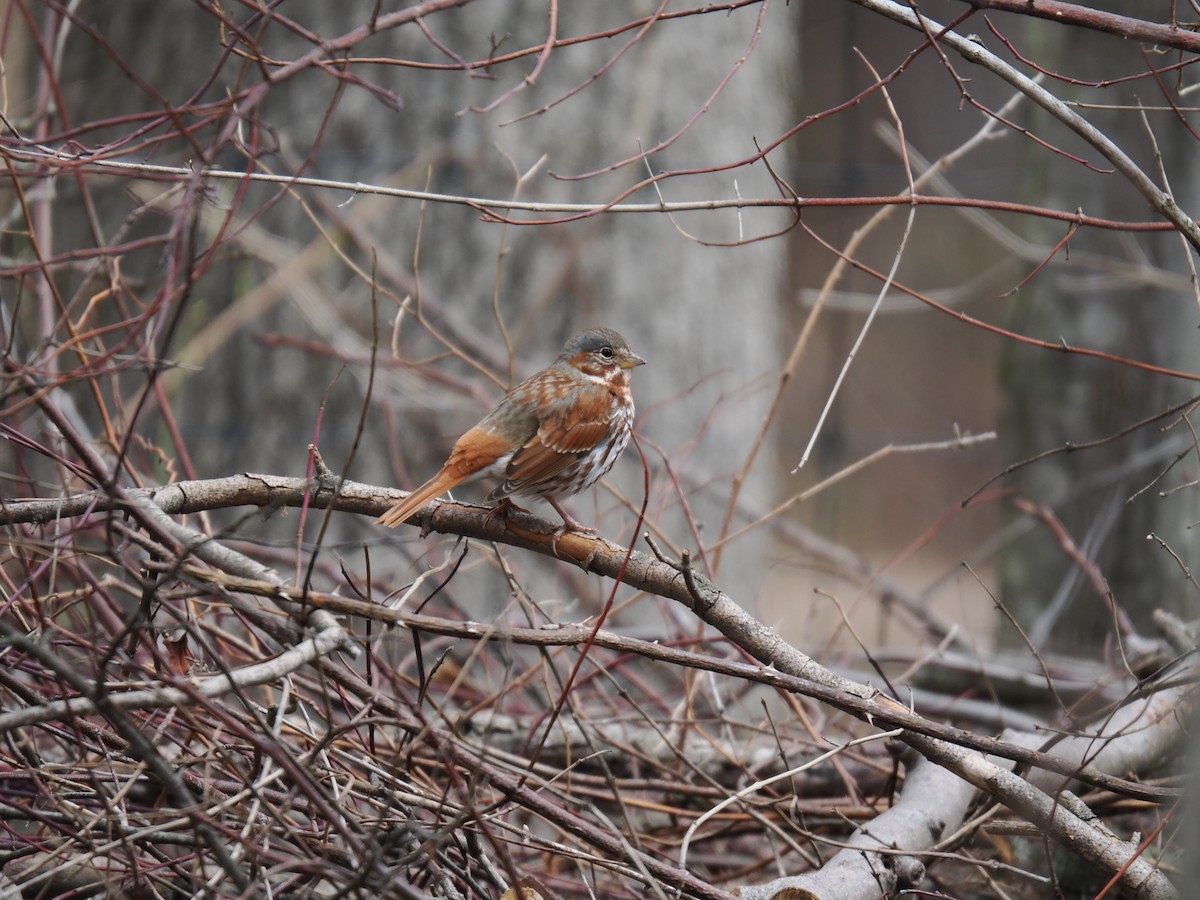 Fox Sparrow - ML633754084