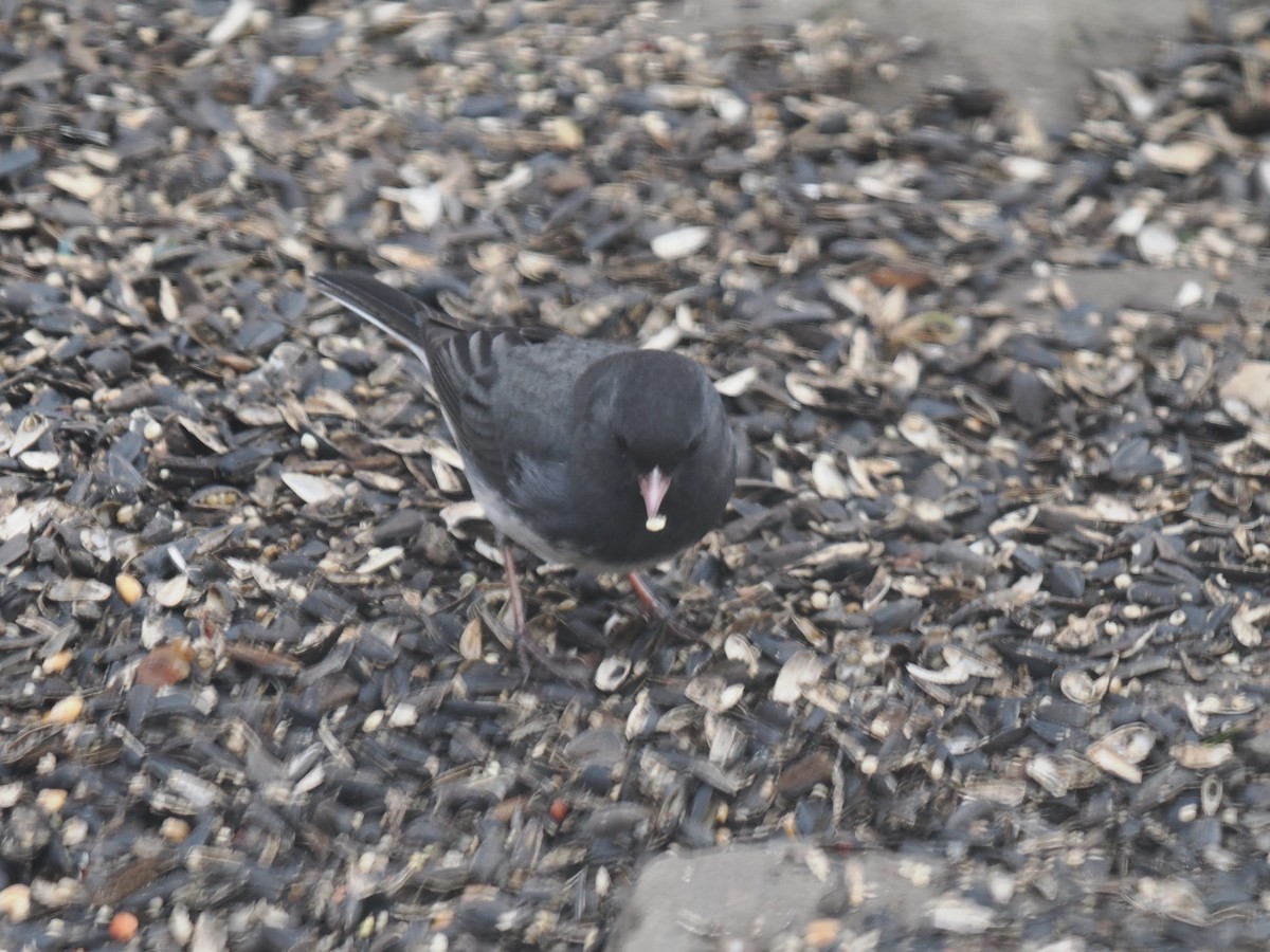 Dark-eyed Junco - ML633754136