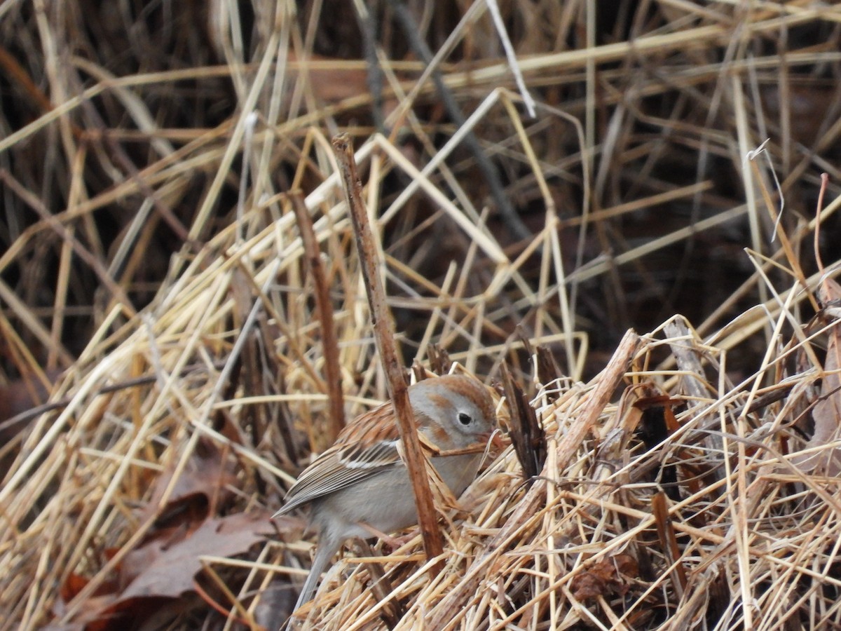 Field Sparrow - ML633754358