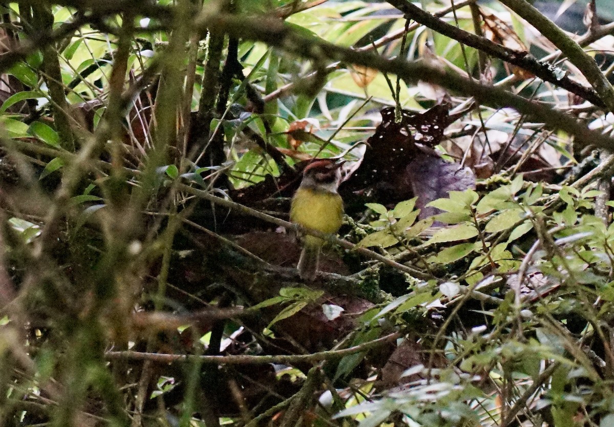 Rufous-crowned Tody-Flycatcher - ML633754375