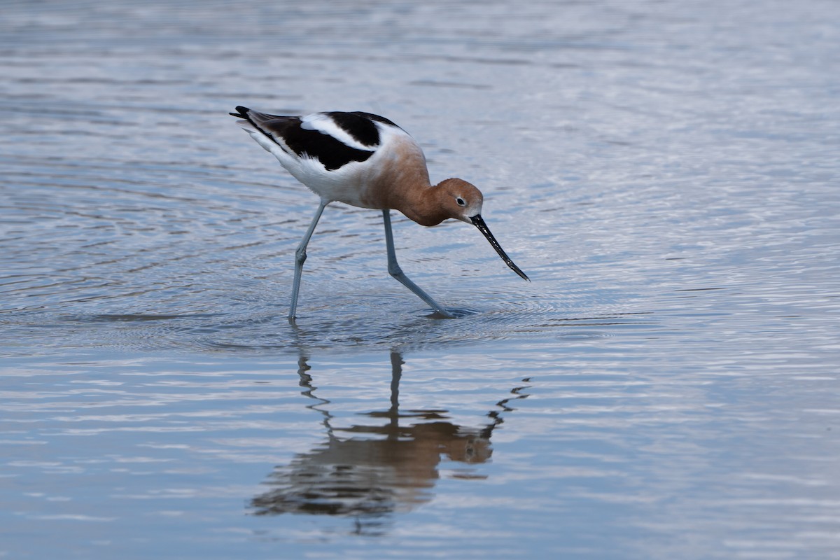 American Avocet - ML633754423