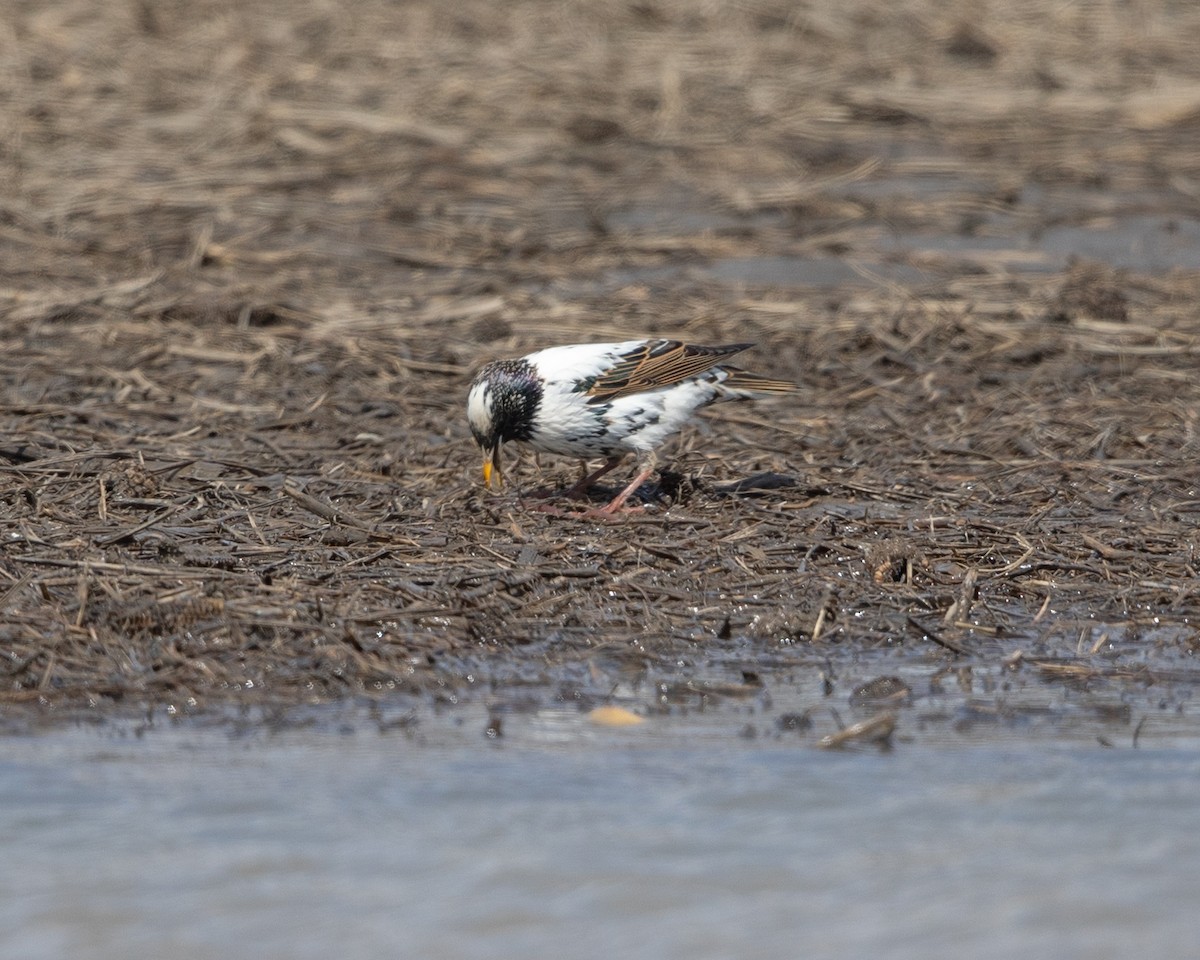 European Starling - ML633754491