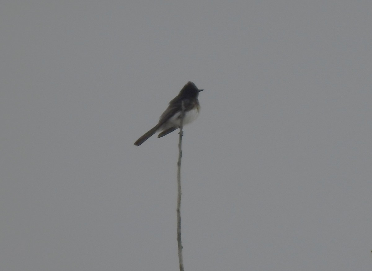 Black Phoebe - ML633754499