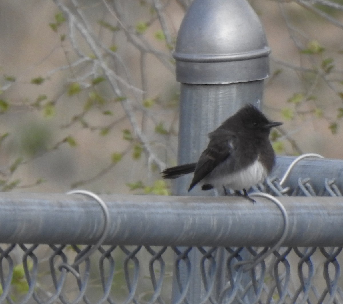 Black Phoebe - ML633754503