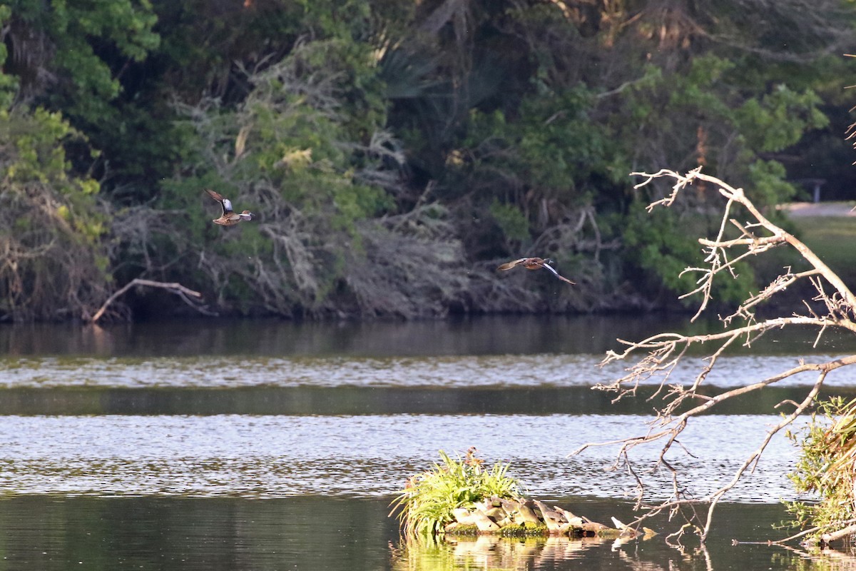 Blue-winged Teal - ML633754539