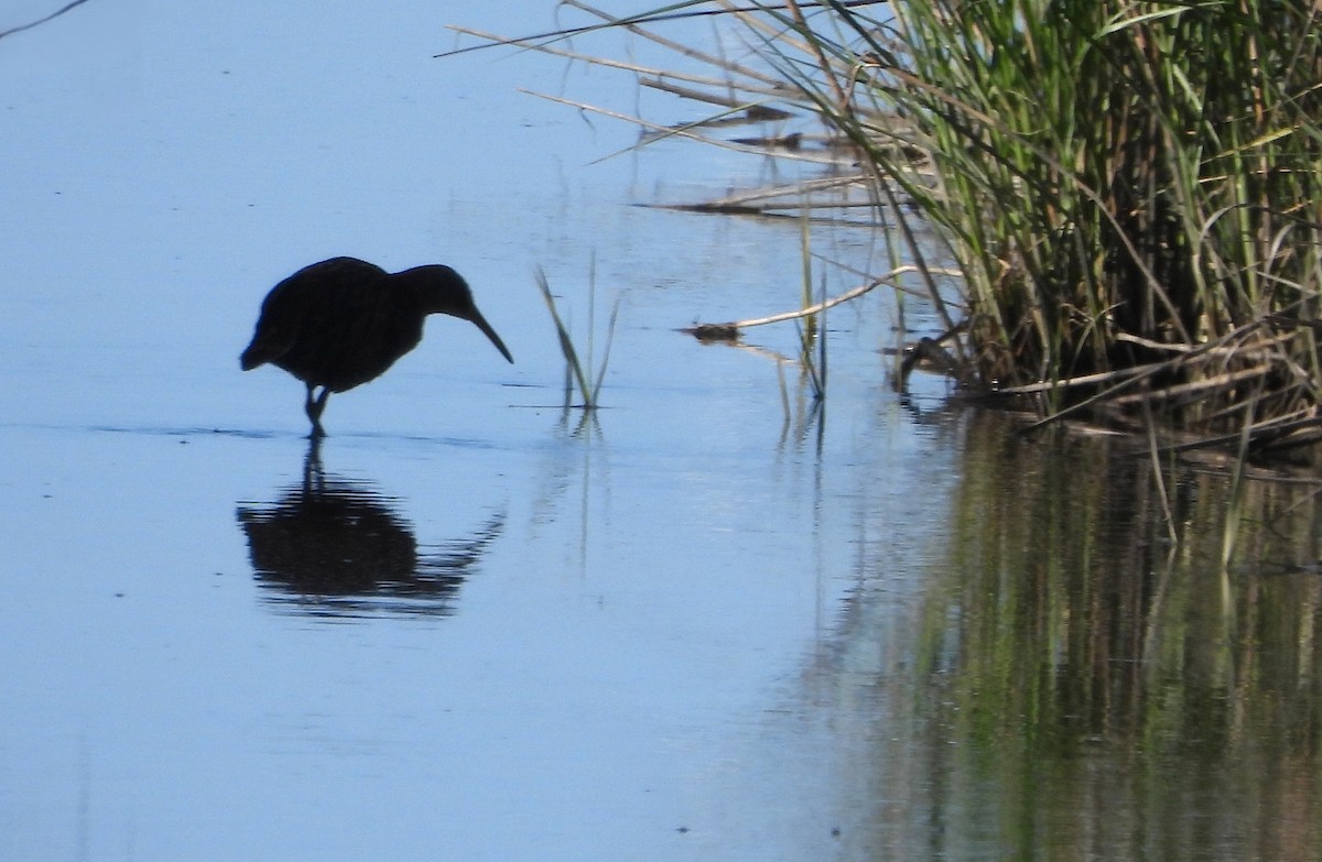 Clapper Rail - ML633754559